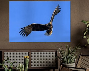 Seeadler oder Seeadler (Haliaeetus albicilla) jagen im Himmel über einem Fjord von Sjoerd van der Wal Fotografie