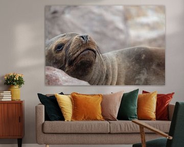 zeehond, seal, peru sur Marlou van Hal