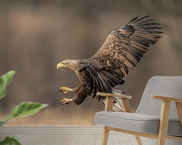 Landing White-tailed Eagle! by Robert Kok