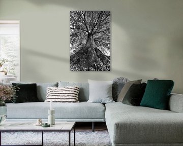 Die Kraft eines Baumes in Schwarz und Weiß von iPics Photography