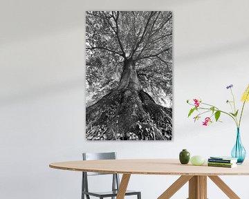 De kracht van een boom in zwart-wit van iPics Photography