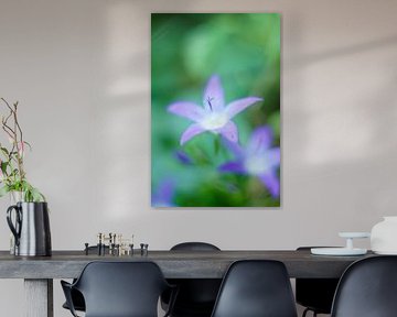 Campanula