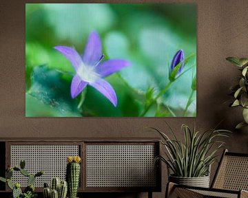 Campanula