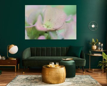 Hortensia
