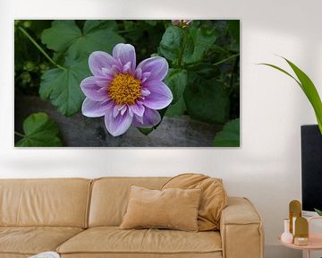 Belle fleur d'été sur Sander Otter