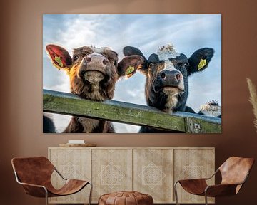 Nieuwsgierige koeien aan het hek koeienneus van Yvonne van Driel