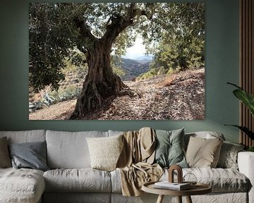 Olivenbaum von Jan Katuin
