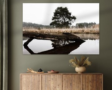 Stilleven water met boom op de Brunssumerheide by Wilma Meurs