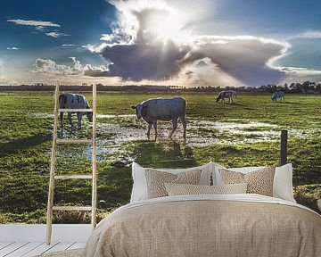 Koeien in het lente zonnetje,