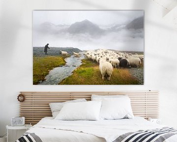 Schwarznase sheep Zermatt by Menno Boermans