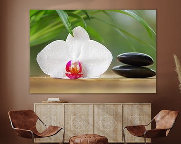 orchideeën Paradis van Tanja Riedel
