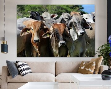 Koeien van Berg Photostore