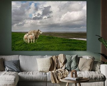 Sheep on the Waddendijk in the province of Groningen