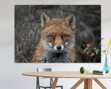 Wet red fox by Ruud Bakker