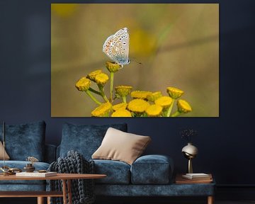 Icarus blue on yellow flower by Remco Van Daalen