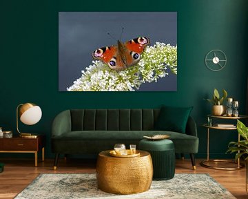 Dagpauwoog rustend op vlinderstruik van Remco Van Daalen