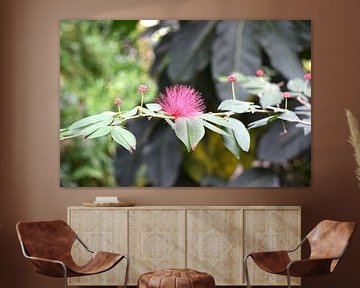 Bloem von Willy Coersen