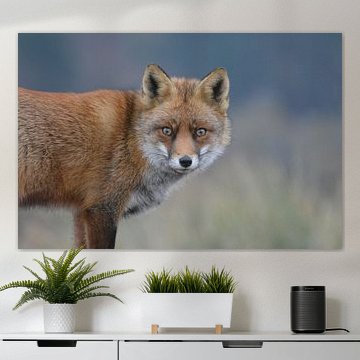 Vos In de Amsterdamse waterleiding duinen