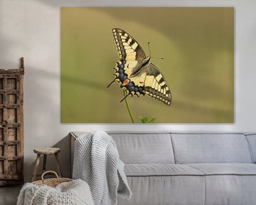 Swallowtail in beautiful light by Remco Van Daalen