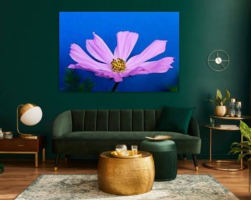 Cosmos bloem van Jolanta Mayerberg