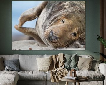 Grey Seal, Halichoerus grypus by AGAMI Photo Agency