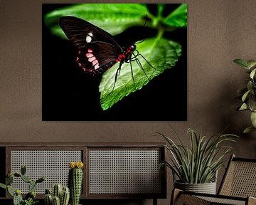 Tropische vlinder van Anouschka Hendriks