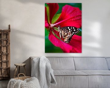 Tropische vlinder in rode bloem van Anouschka Hendriks