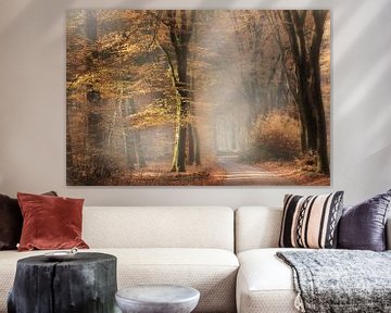 Speulderbos sur Ingrid Van Damme fotografie