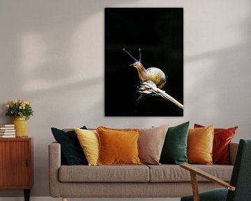 Macrofoto slak op stokje tegen zwarte achtergrond by J.A. van den Ende