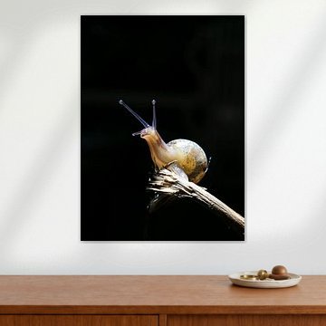 Macrofoto slak op stokje tegen zwarte achtergrond