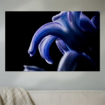 Macrofoto bloem blauwe hyacint