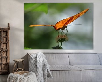 Orange Schmetterling auf Blume von Berg Photostore