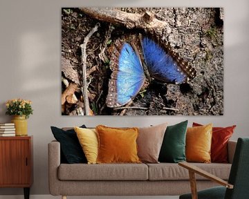 Blauwe 'Morfo' vlinder van Berg Photostore