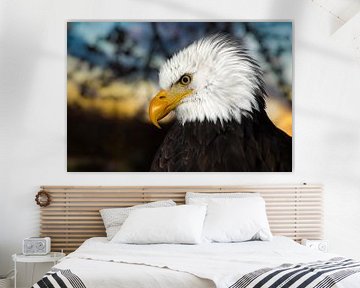 American bald eagle at sunset by Marjolijn van den Berg