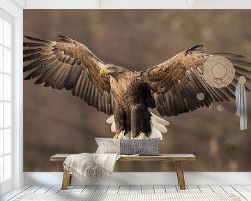 Approaching White-tailed Eagle! by Robert Kok