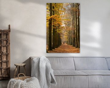 Dutch forest trail in autumn! by Peter Haastrecht, van