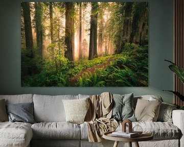 Redwood Jungle von Edwin Mooijaart