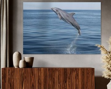 Der springende Delphin sur Heike Hultsch