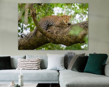 Luipaard in een boom