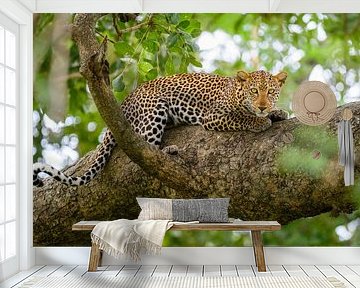 Luipaard in een boom van Richard Guijt Photography