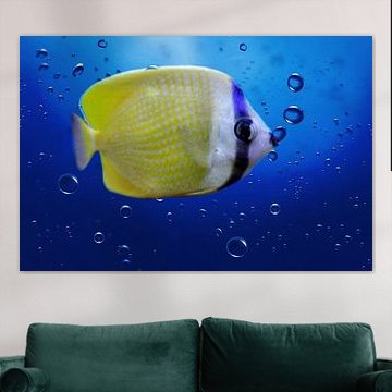 Diskusfisch von Heike Hultsch