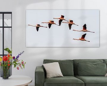 Chilenische Flamingos II von Michiel Leegerstee