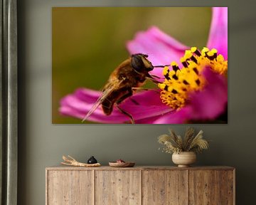 Un papillon en vol stationnaire sur une fleur