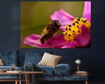 Een zweefvlieg op een bloem