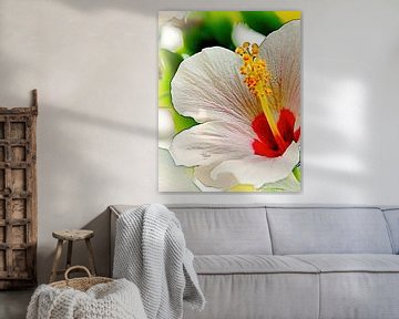 White Hibiscus sur Eduard Lamping