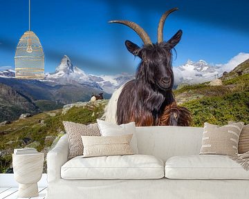 Mountain goat near the Matterhorn by Menno Boermans