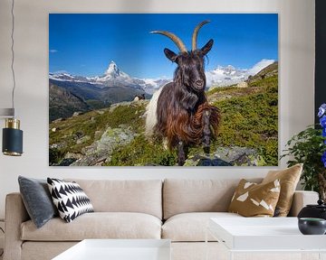 Mountain goat near the Matterhorn by Menno Boermans