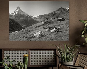 Koeien Findelen Zermatt Matterhorn