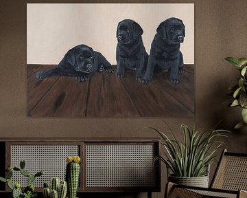 Black Labrador puppy's