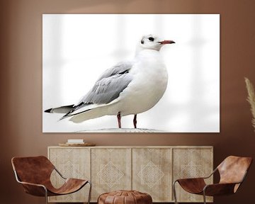 Black-headed gull in the winter dress by Fotografie Jeronimo